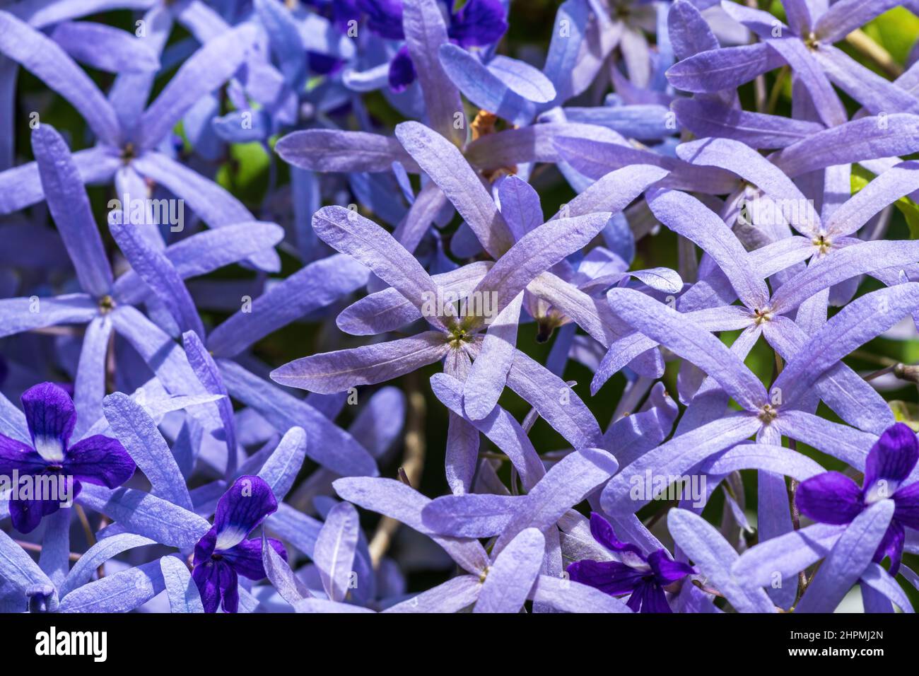 Purple wreath (Petrea volubilis) closeup - Florida, USA Stock Photo