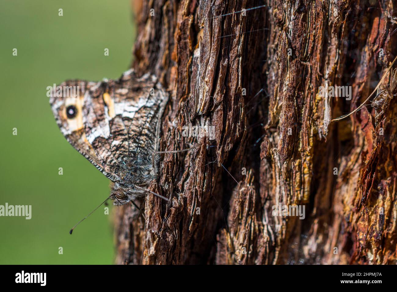 The grayling or rock grayling (Hipparchia semele) is a species in the