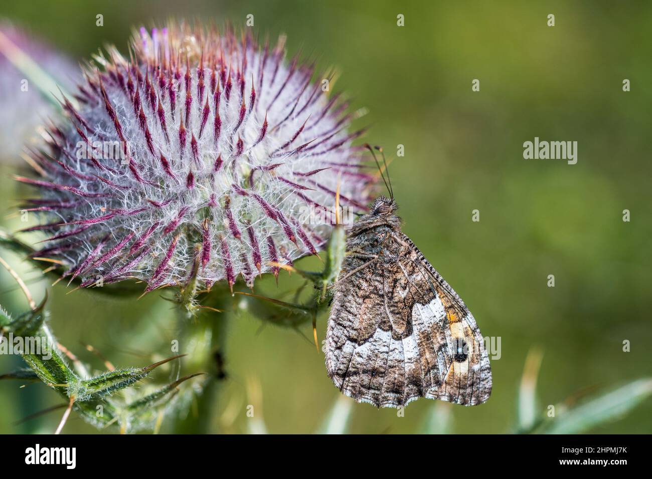 The grayling or rock grayling (Hipparchia semele) is a species in the
