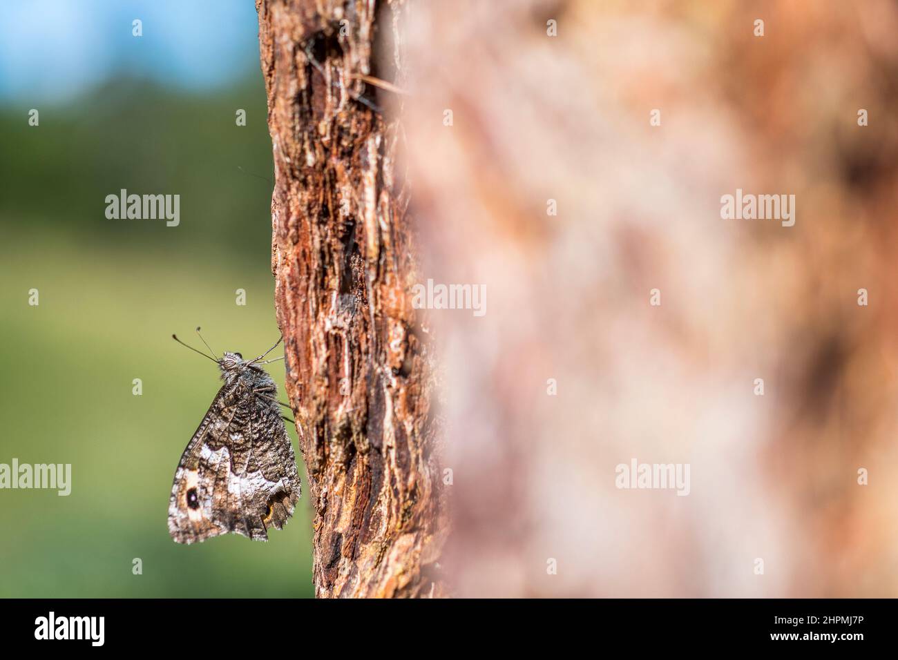 The grayling or rock grayling (Hipparchia semele) is a species in the