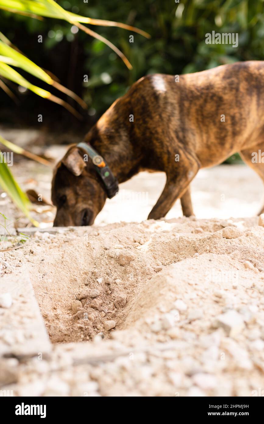 The dog making holes in a garden Stock Photo Alamy