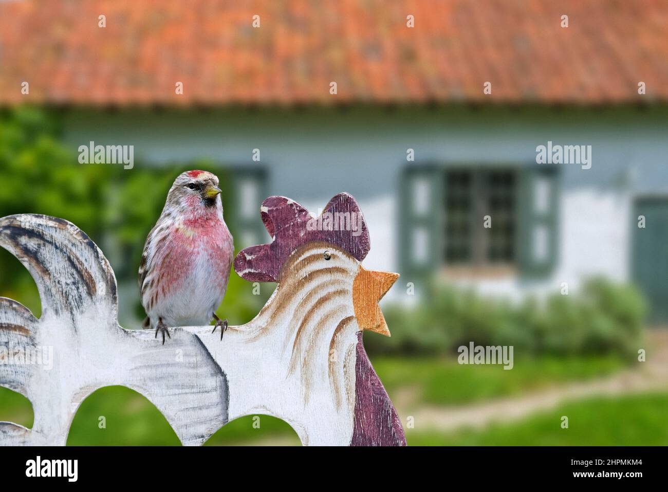 Common redpoll / mealy redpoll (Acanthis flammea / Fringilla flammea) perched on wooden garden ornament of house in the countryside Stock Photo