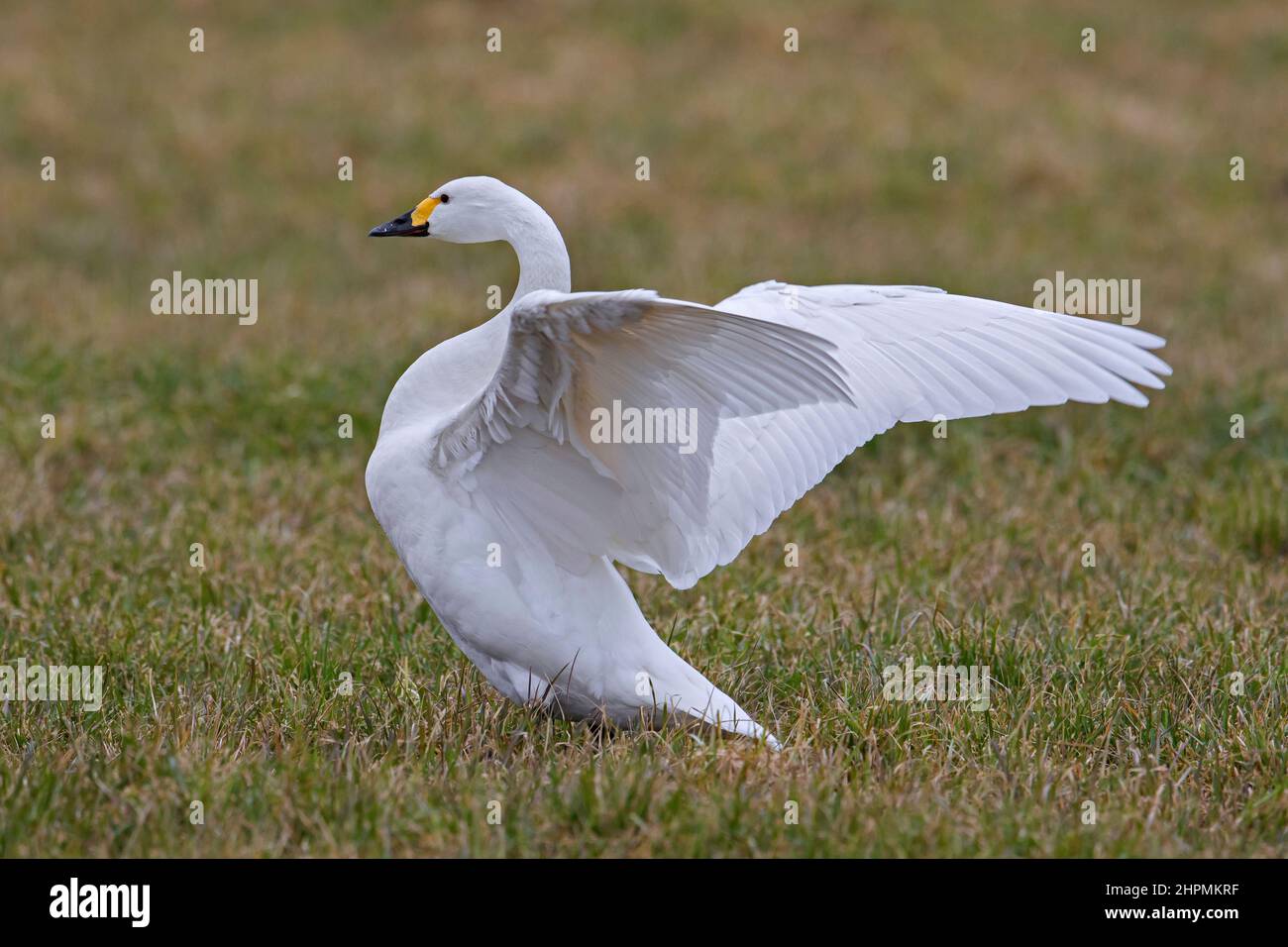 Tundra swan / Bewick's swan (Cygnus bewickii / Cygnus columbianus bewickii) flapping wings in meadow / grassland in spring Stock Photo