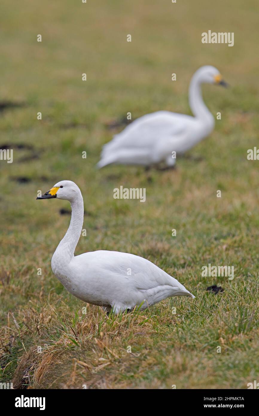 Two tundra swans / Bewick's swans (Cygnus bewickii / Cygnus columbianus bewickii) foraging in meadow / grassland in spring Stock Photo