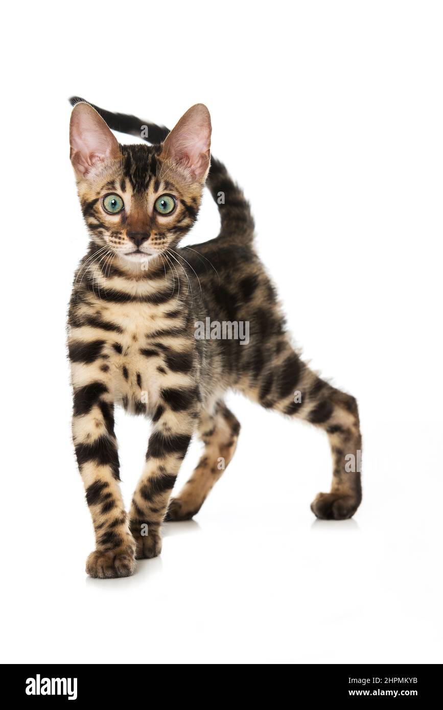Bengal cat isolated on white background Stock Photo