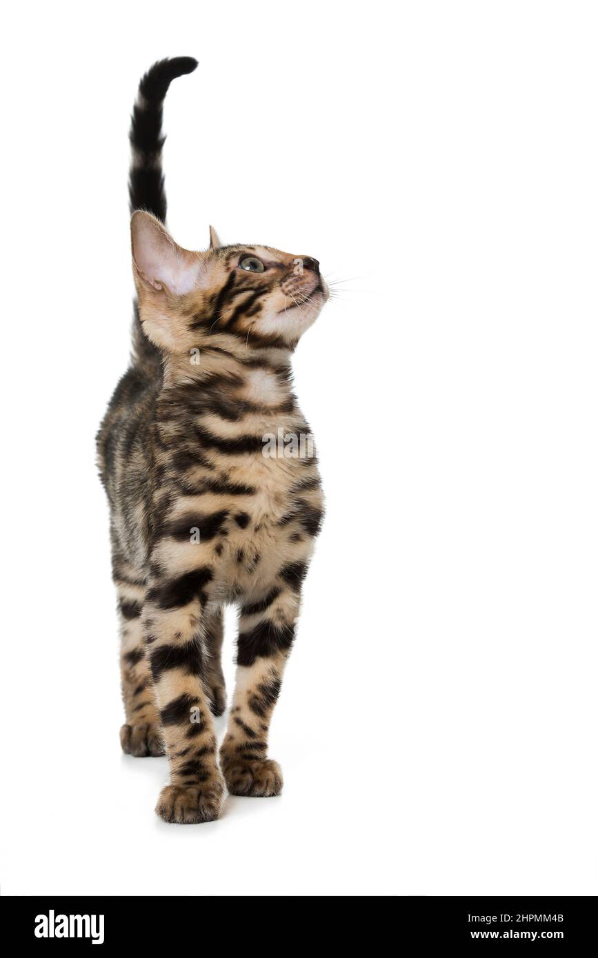 Bengal cat isolated on white background Stock Photo