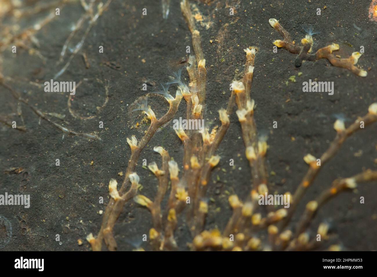 Freshwater Moss Animal (plumatella Fruticosa Stock Photo - Alamy