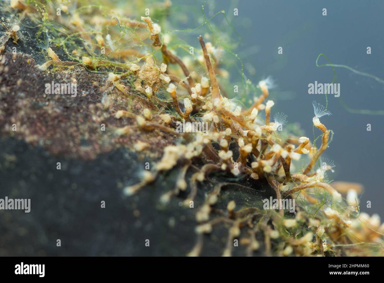 Freshwater moss animal (Plumatella fruticosa Stock Photo - Alamy