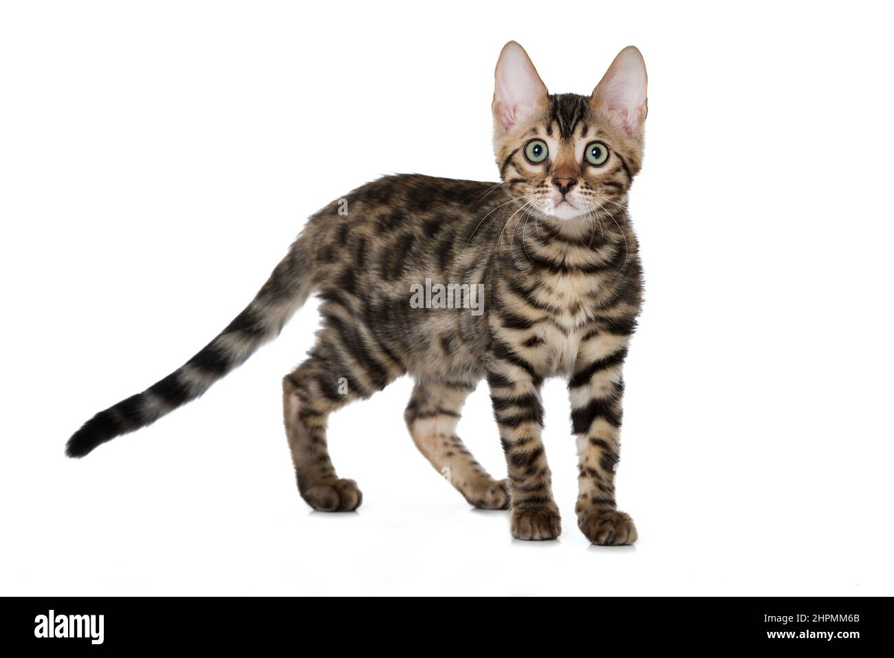 Bengal cat isolated on white background Stock Photo