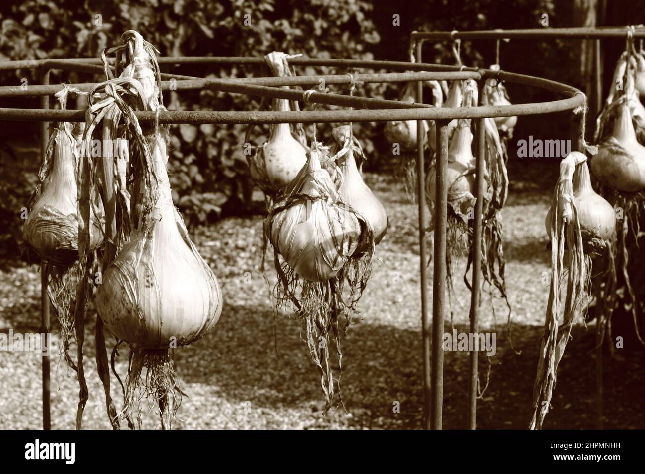 Roots garden onion allium cepa hi-res stock photography and images - Alamy