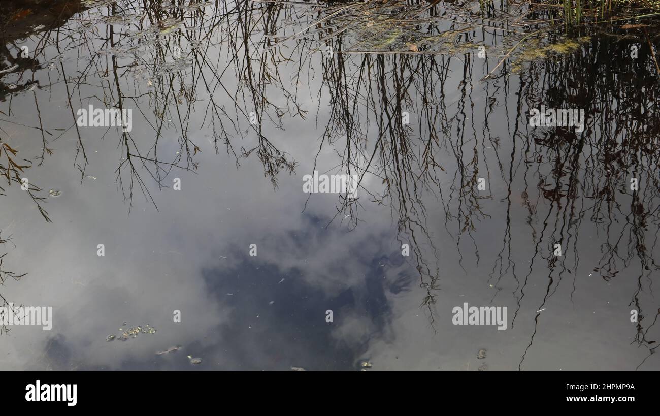Small pond on forest hi-res stock photography and images - Alamy