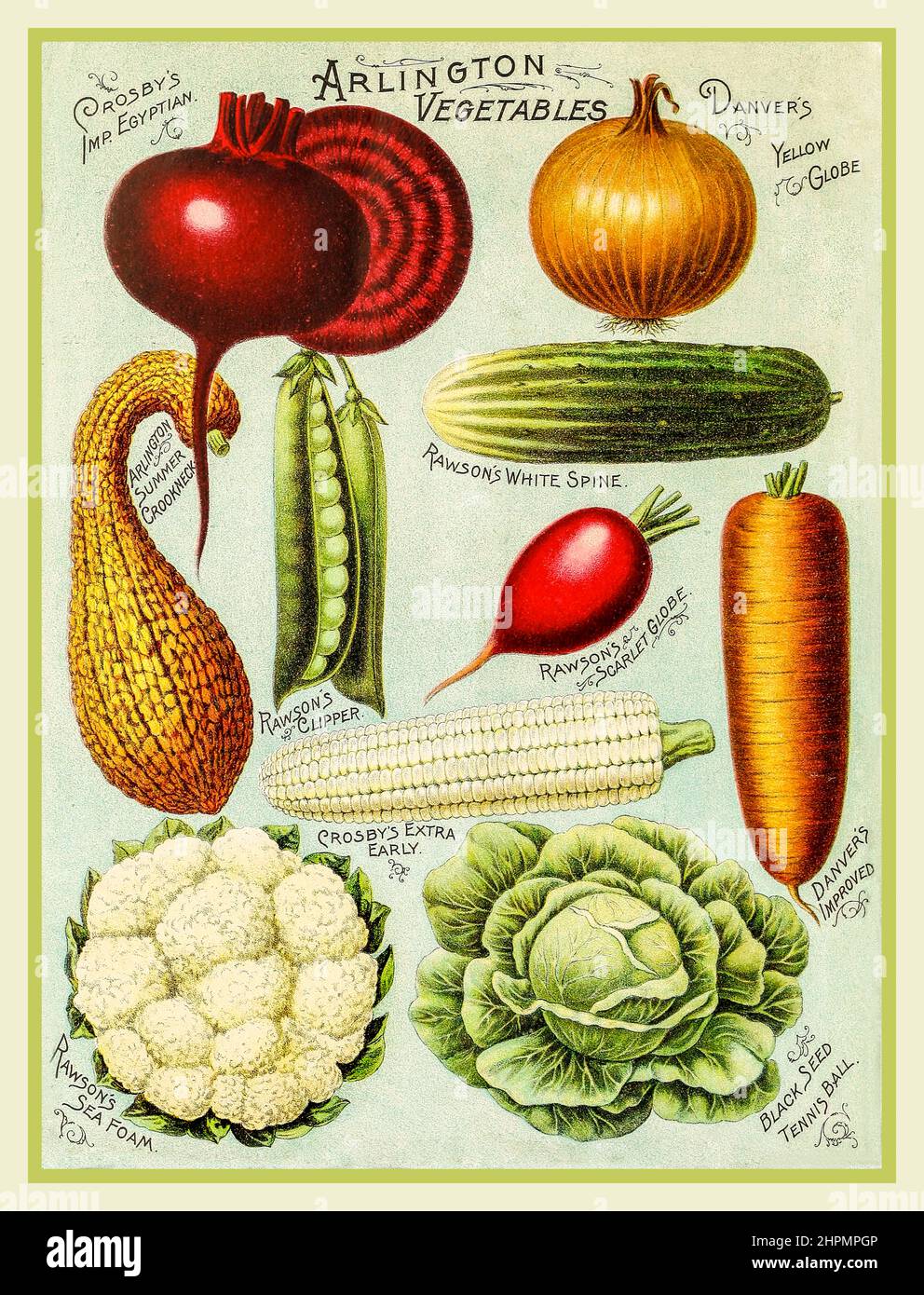 Vintage VEGETABLE Illustrated hand book - Rawson's vegetable and flower seeds - W.W. Rawson and Co. (1895) Vegetables seed catalogue cover for Arlington Vegetables, including Crosbys Imp Egytian onion, Yellow Globe, Summer Crookneck, Rawsons White Spine, Stock Photo