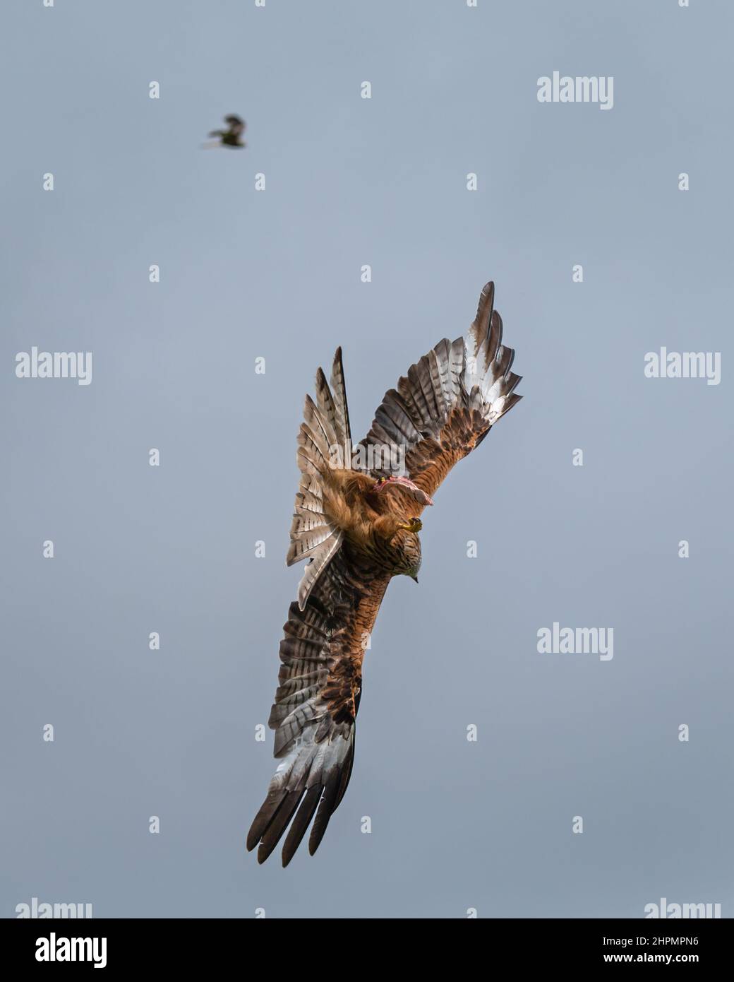 Red kites in flight over the Red Kite Feeding Station in the Brecon