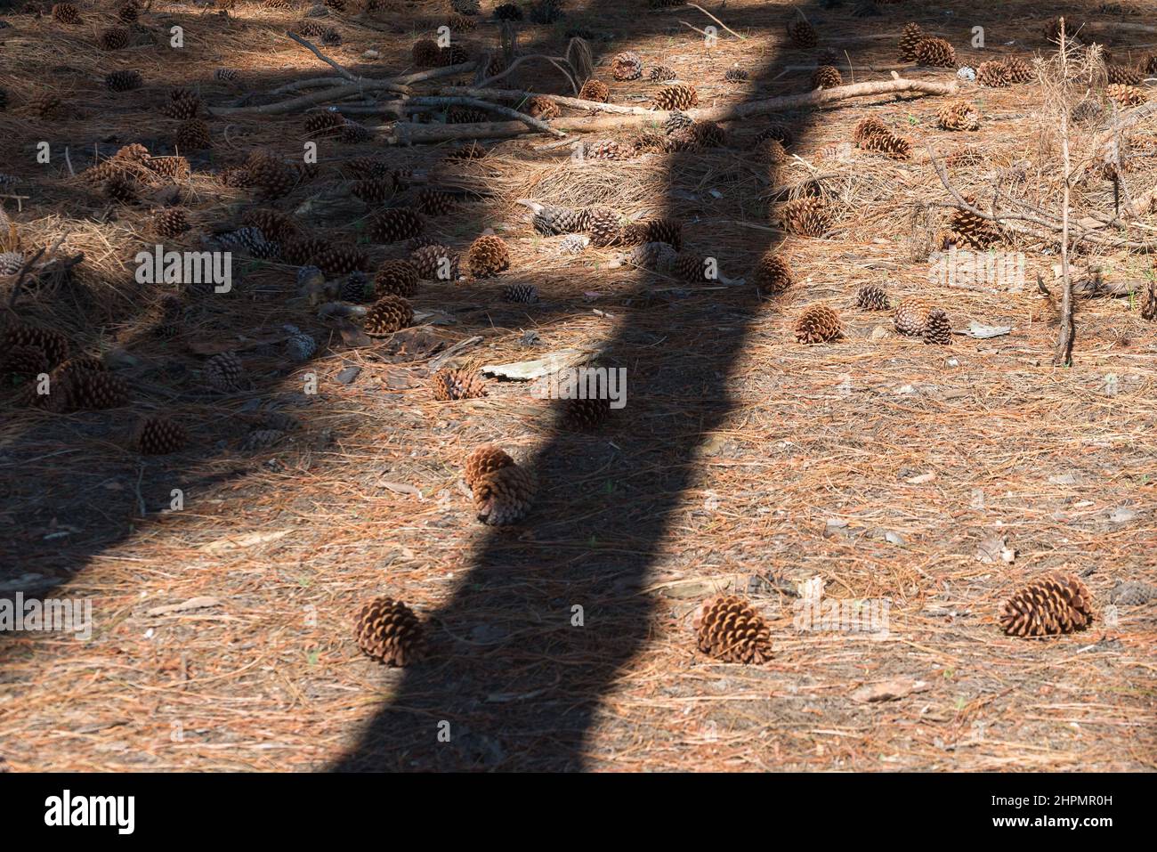 Ground completely full of pine cones and with the shadow cast by a couple of pine trees on them, in a forest in San Gregorio de Polanco, Uruguay Stock Photo