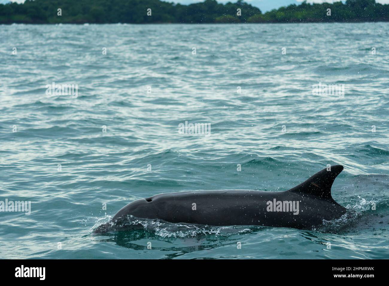 Dolphin coming up for air in the along the Pacific coast of Panama. Land is visible in the distance. Stock Photo