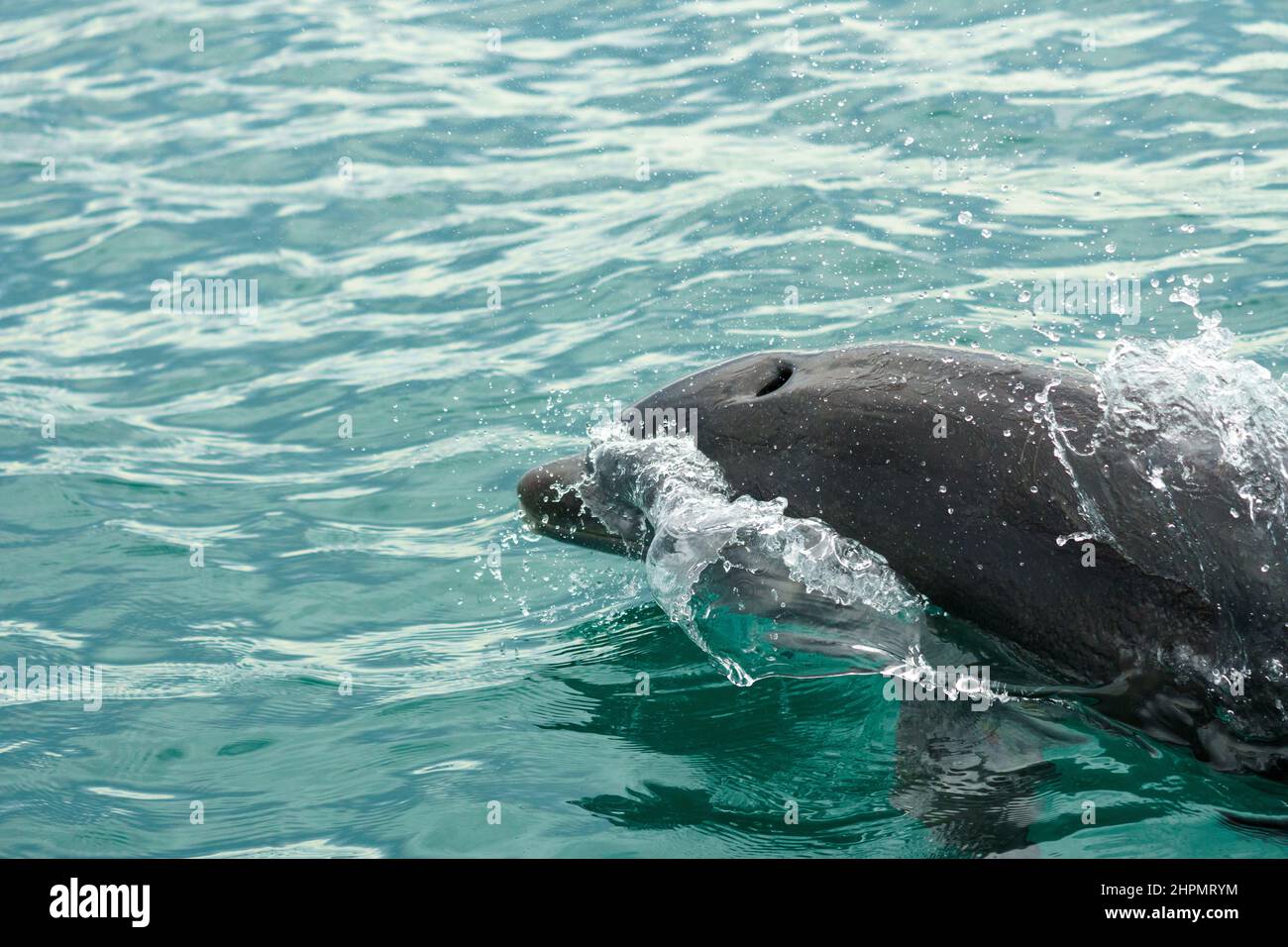 Dolphin coming up for air with blowhole clearly visible, along the Pacific coast of Panama. Stock Photo