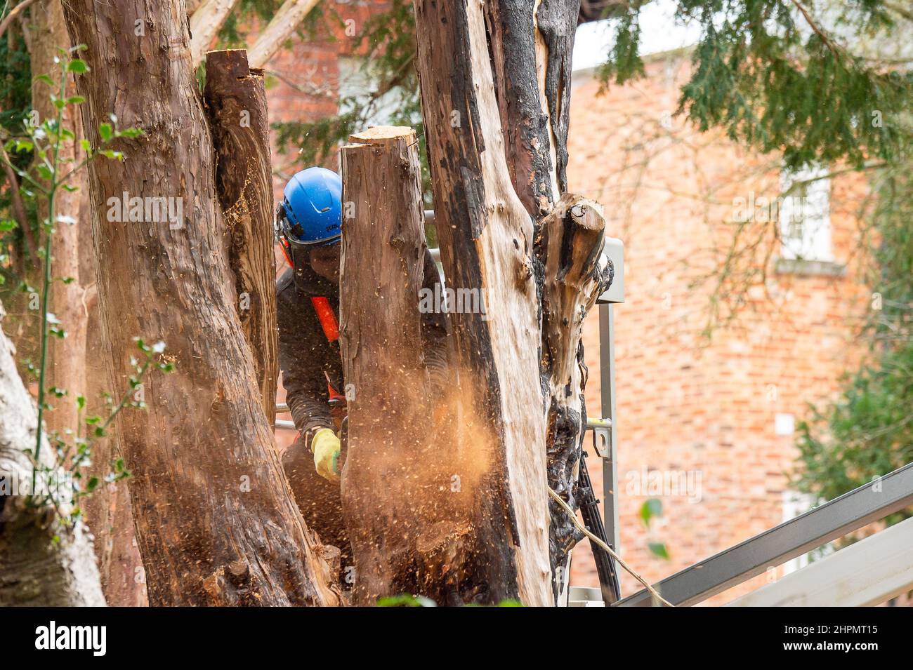 Eton, Windsor, Berkshire, UK. 22nd February, 2022. Yet another large mature was tree was being felled in Eton today. In a time when trees are needed more than ever, tree surgeons are making the most of the storm damage to trees caused by Storm Eunice and Storm Franklin. Credit: Maureen McLean/Alamy Live News Stock Photo
