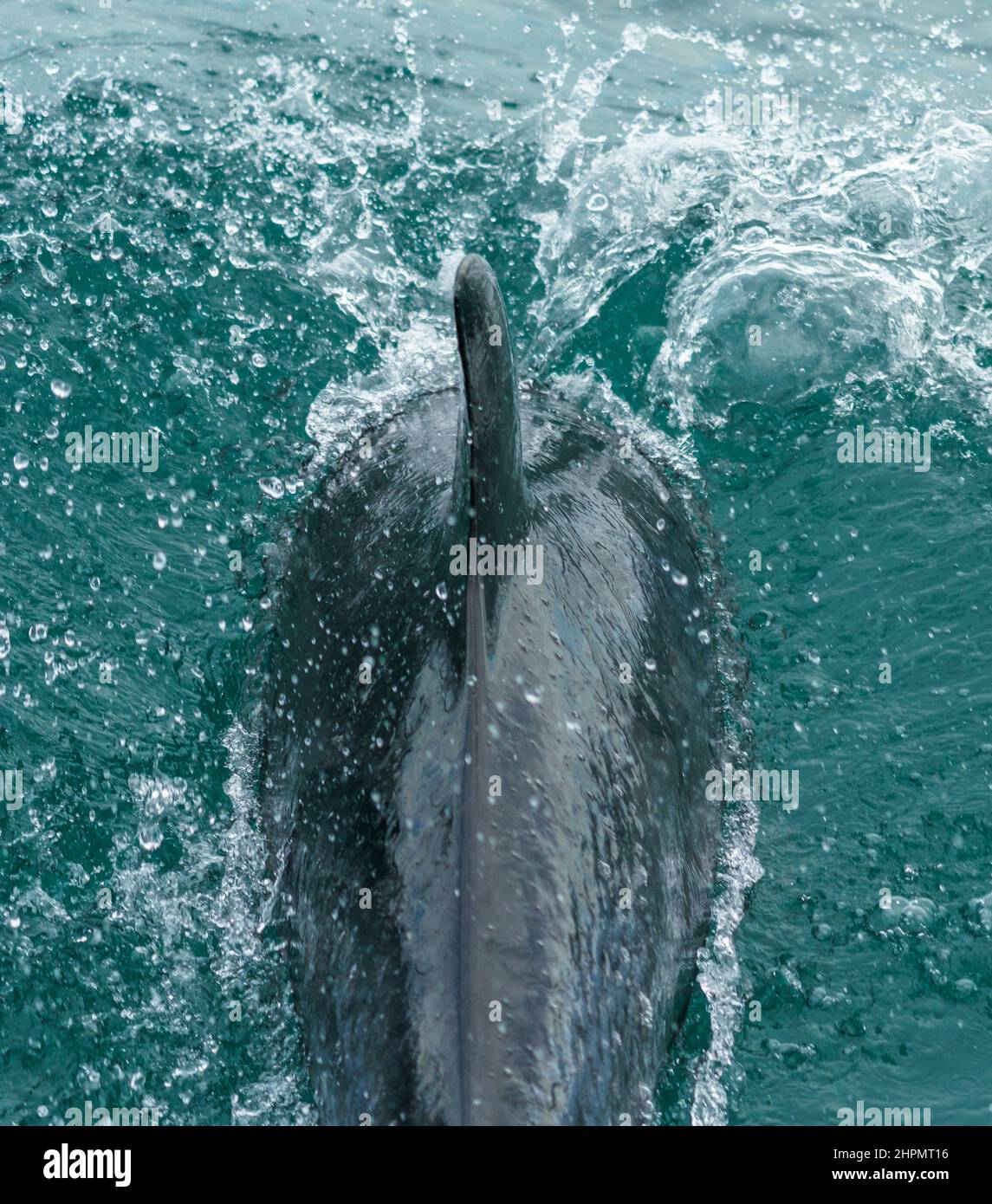 Dolphin viewed from directly behind as it races in front of a boat. Water churns on either side. Stock Photo