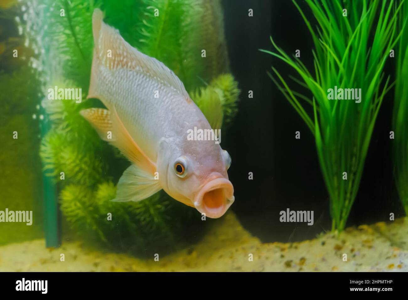 Grey cichlid fish swimming around in aquarium : close up Stock Photo