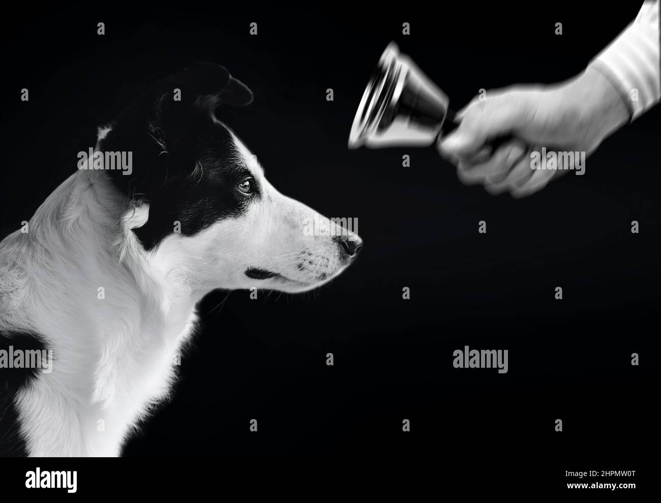 Pavlov Dog Experiment Stock Photo
