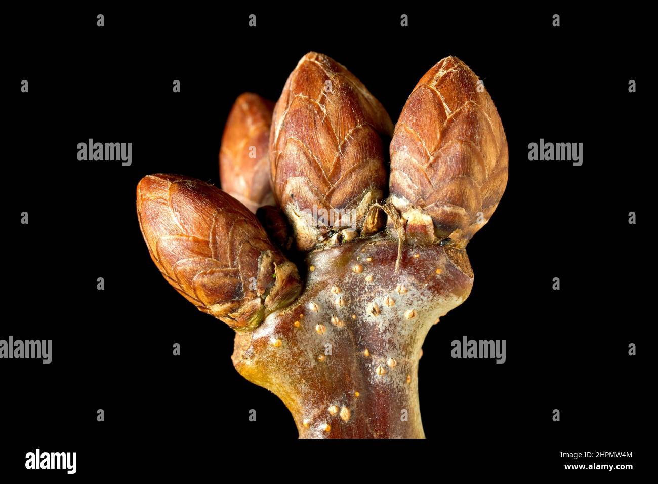 Oak, possibly English Oak (quercus robur), close up still life of several leaf buds at the end of a branch, isolated against a black background. Stock Photo