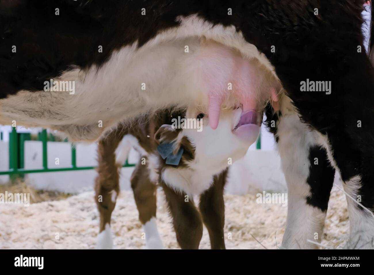 Cute brown and white calf drinking milk from mother cow udder Stock ...