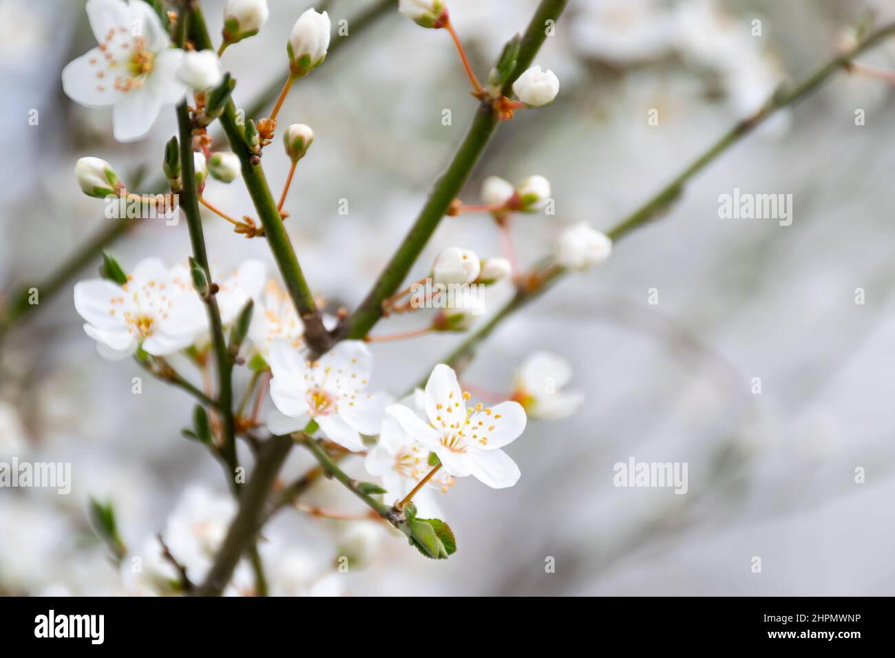 blossom season background. white flowers on the branch in spring. beautiful tree in the garden. beauty in nature concept Stock Photo
