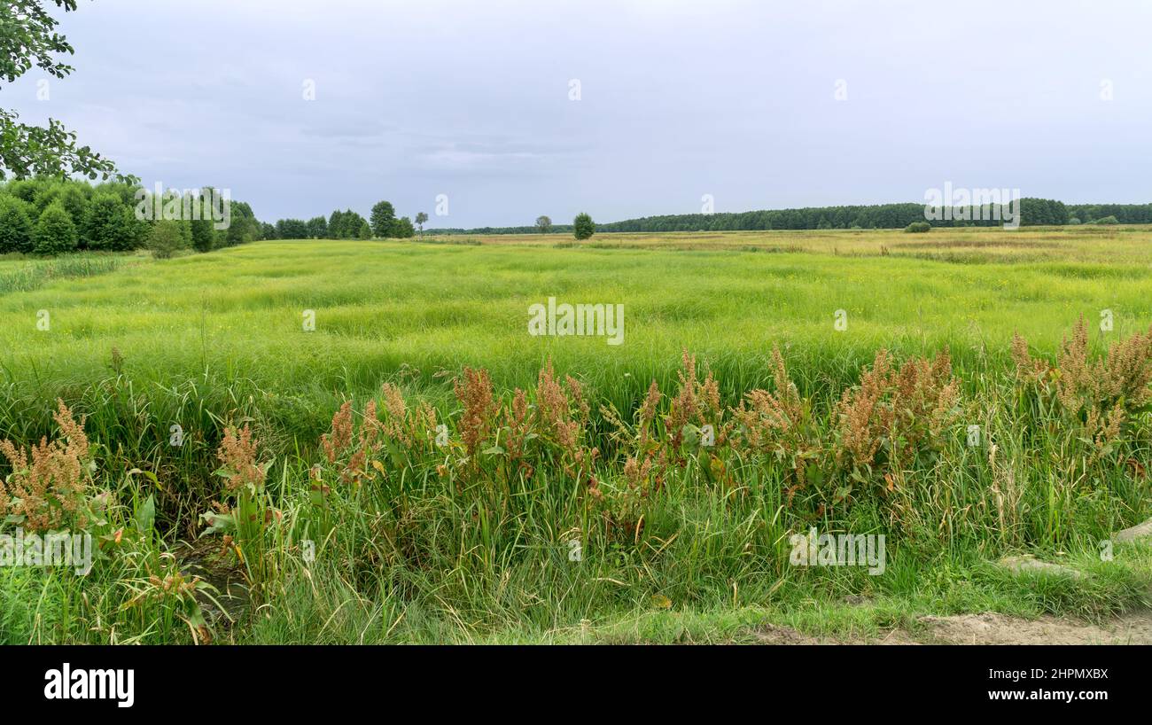 Landscape of Biebrza National Park, wetland, meadows, summer, clowdy sky. Podlaskie Voivodeship, Poland. Stock Photo