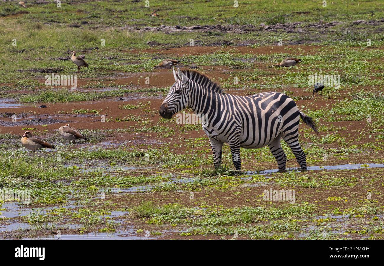 Plains Zebra together with Egyptian geese in shallow water. Stock Photo