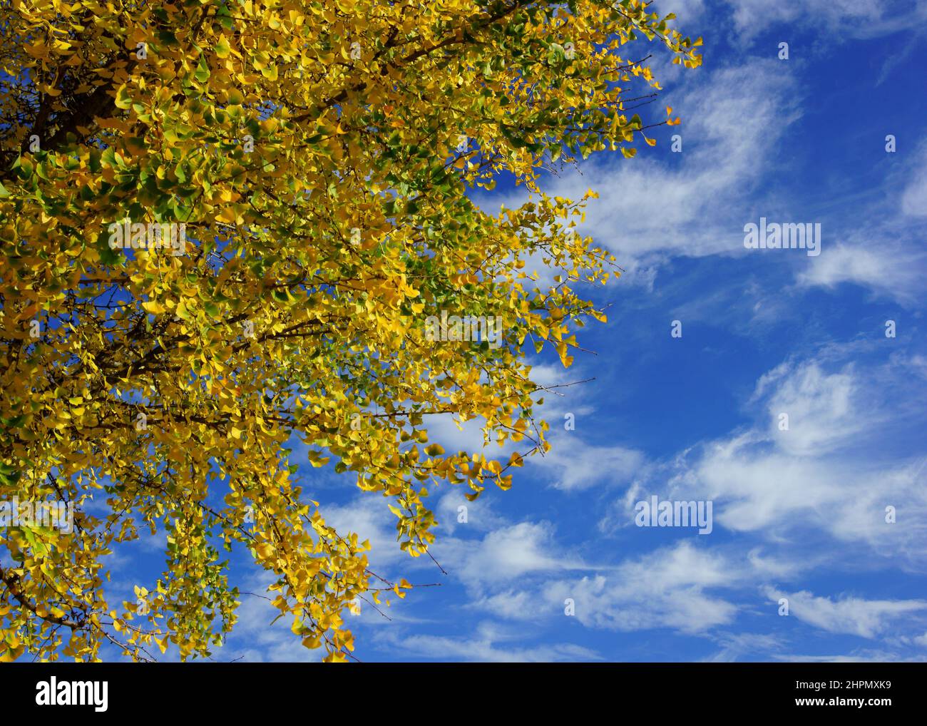 Beautiful view of a tree with yellow and green leaves and the sky ...