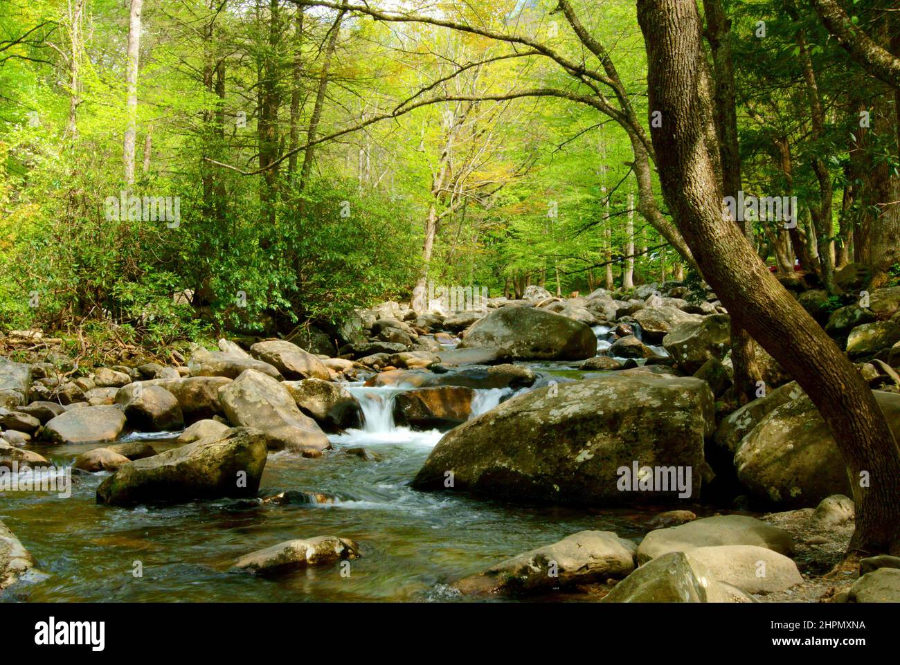 View of a river flowing through the rocks in the forest Stock Photo - Alamy