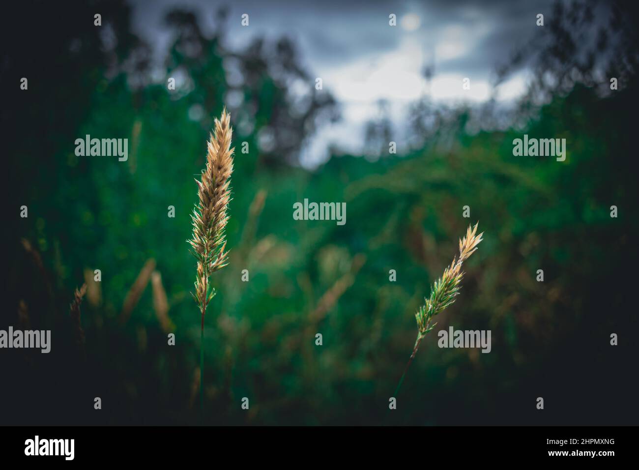 Selective focus of a Calamagrostis canescens Stock Photo