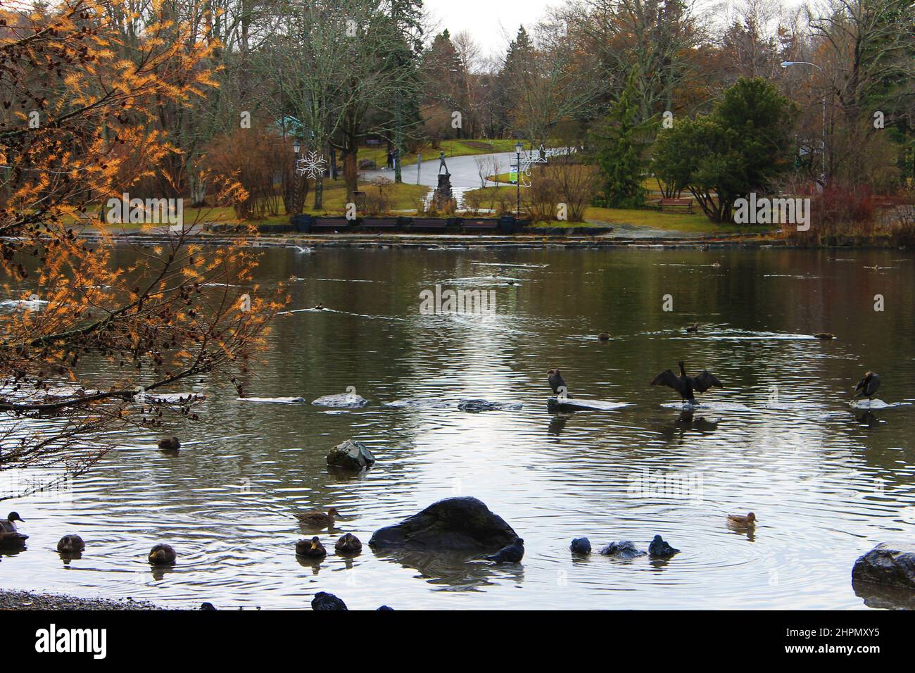 Ducks and pigeons in and around the pond, Bowring Park, St. John's, NL, Autumn. Peter Pan statue in background created by Sir George Frampton 1925. Stock Photo
