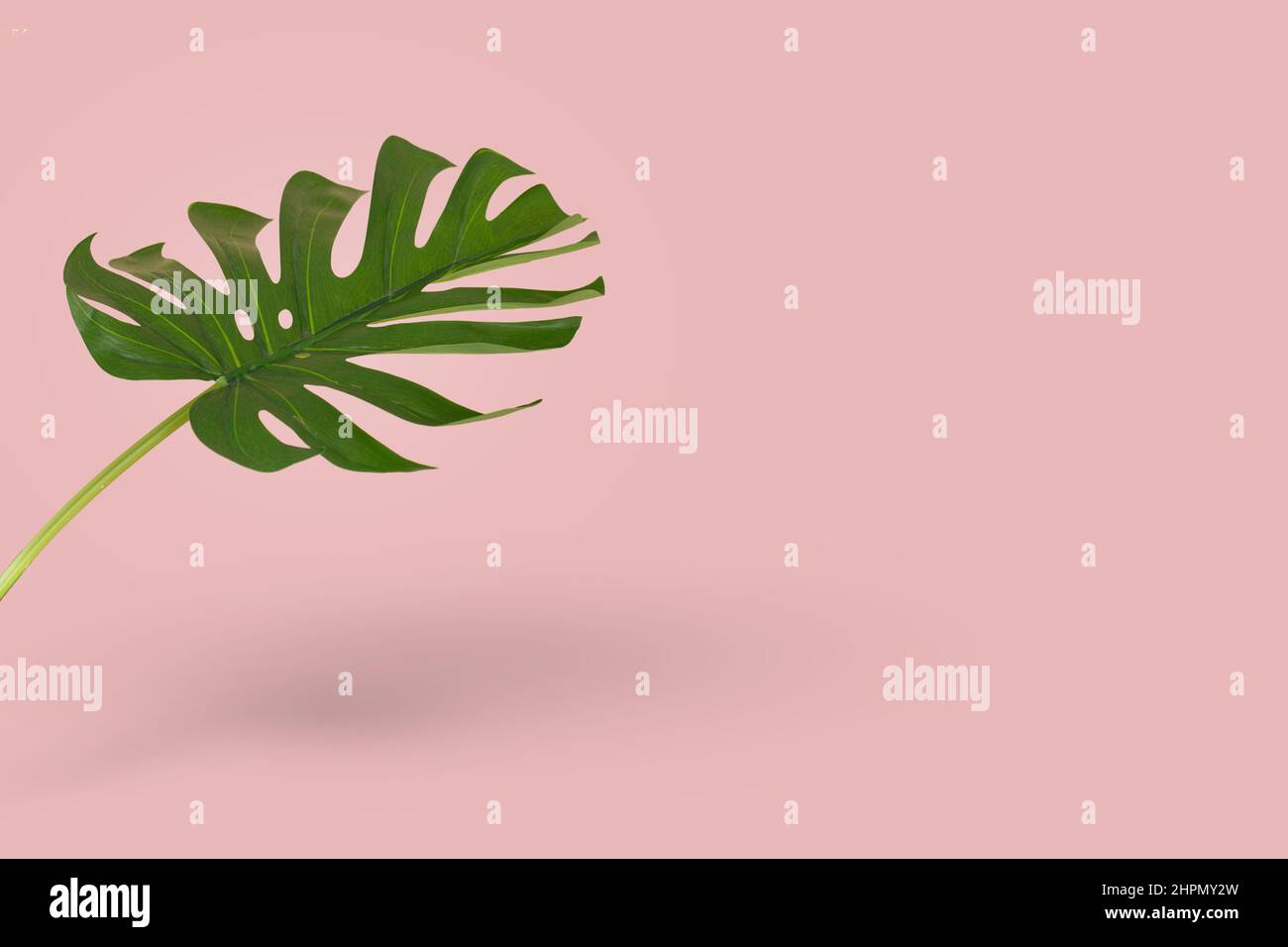 Green leaf of monstera isolated on bright pink background. Minimal idea with trendy tropical plant. Copy space. Stock Photo