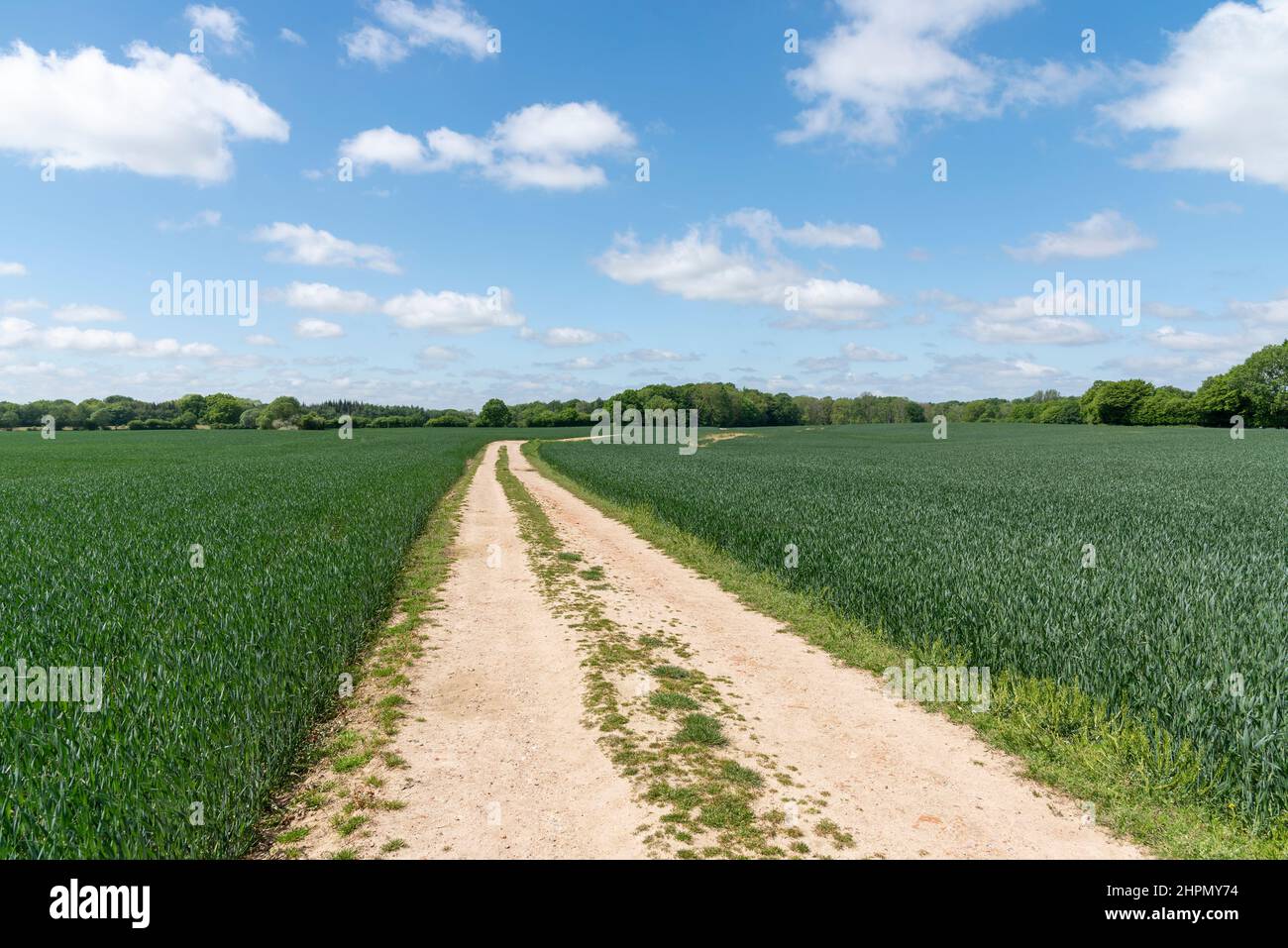Feldweg zwischen Getreidefeldern im Frühling Stock Photo