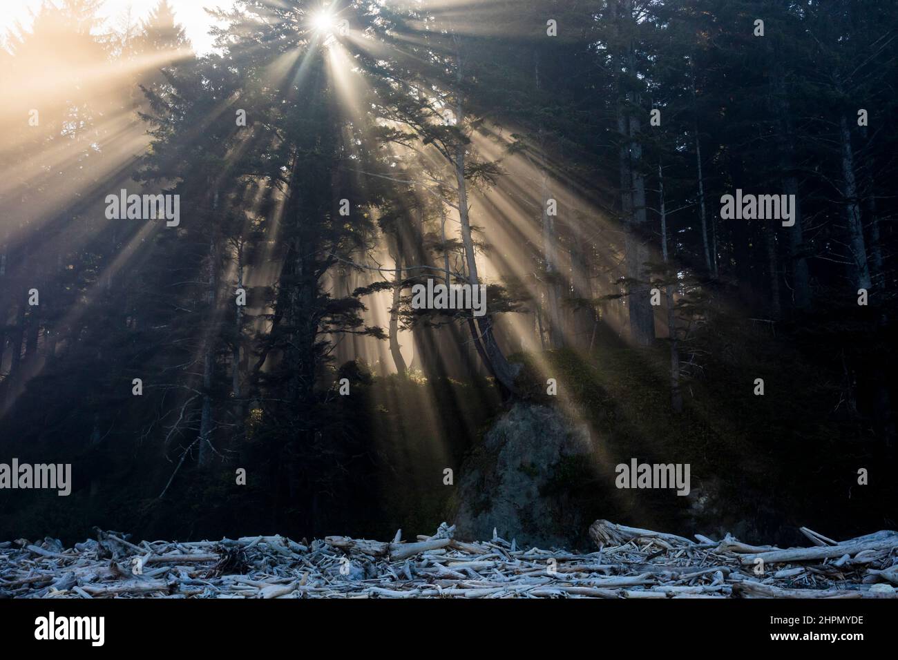 Sun rays coming through the fogged in Sitka Spruce forest above Mosquito Creek on the Olympic National Park Coastal strip, Washington, USA. Stock Photo