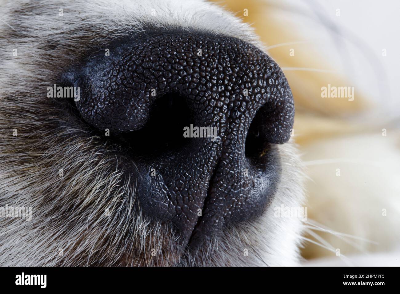Close-up Of Young Mixed Breed Dog Nose Stock Photo