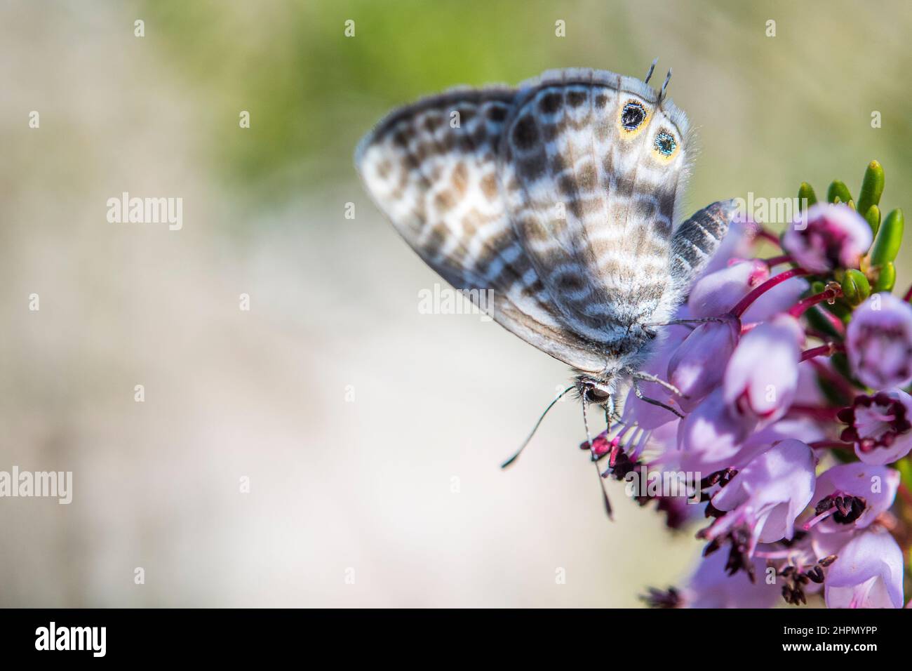 Leptotes pirithous, the Lang's short-tailed blue or common zebra blue, is a butterfly of the family Lycaenidae. Stock Photo