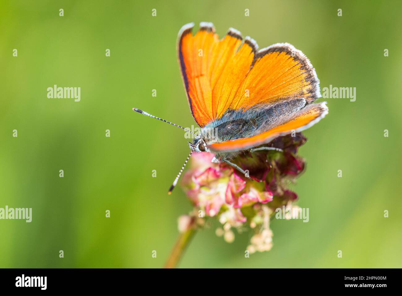 The purple-edged copper (Lycaena hippothoe) is a butterfly of the family Lycaenidae. Stock Photo