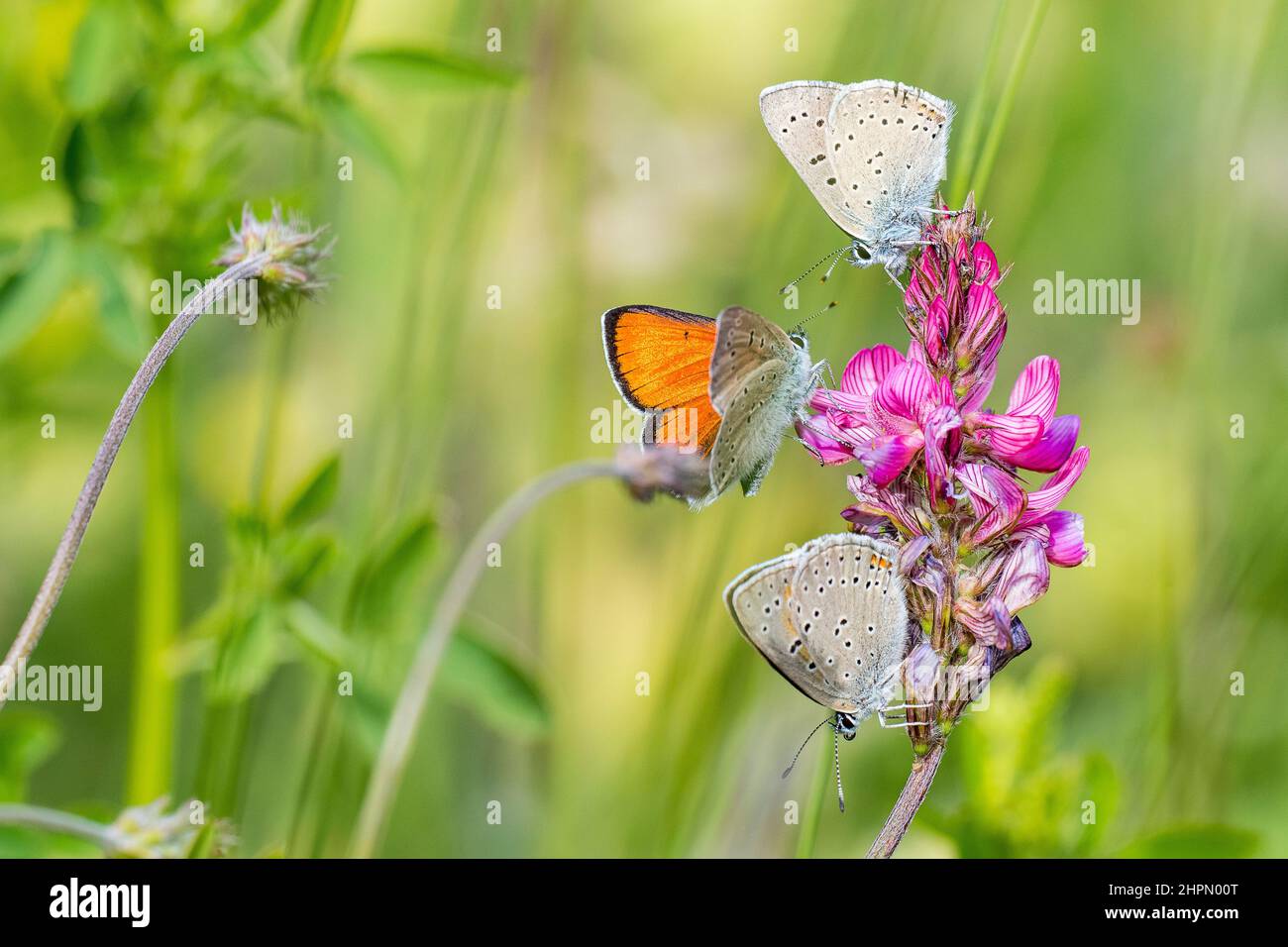 The purple-edged copper (Lycaena hippothoe) is a butterfly of the family Lycaenidae, two males 'fight' for a female (bottom). Stock Photo