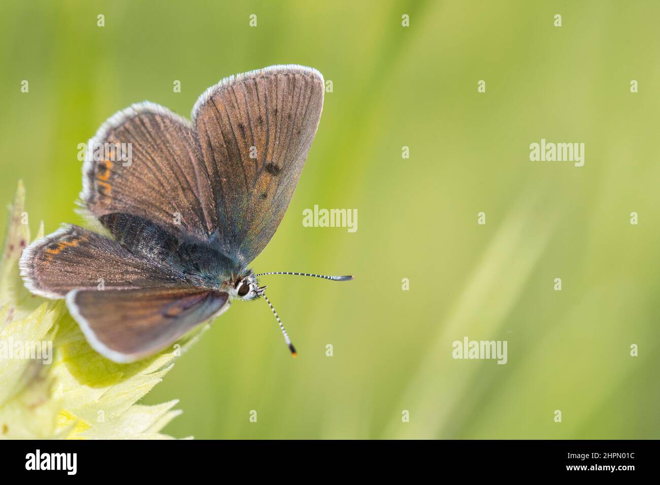The purple-edged copper (Lycaena hippothoe) is a butterfly of the family Lycaenidae, female. Stock Photo