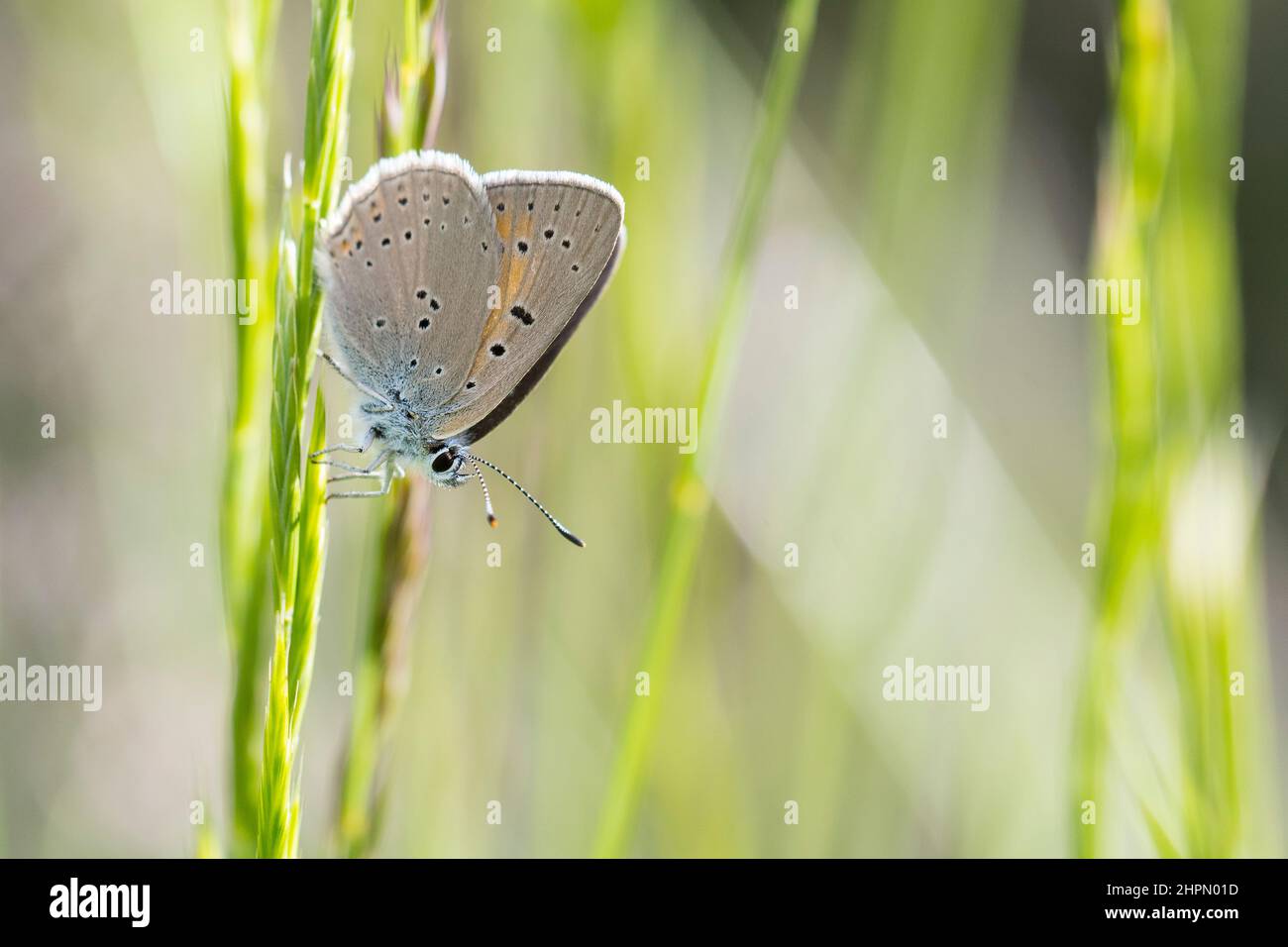 The purple-edged copper (Lycaena hippothoe) is a butterfly of the family Lycaenidae, female. Stock Photo
