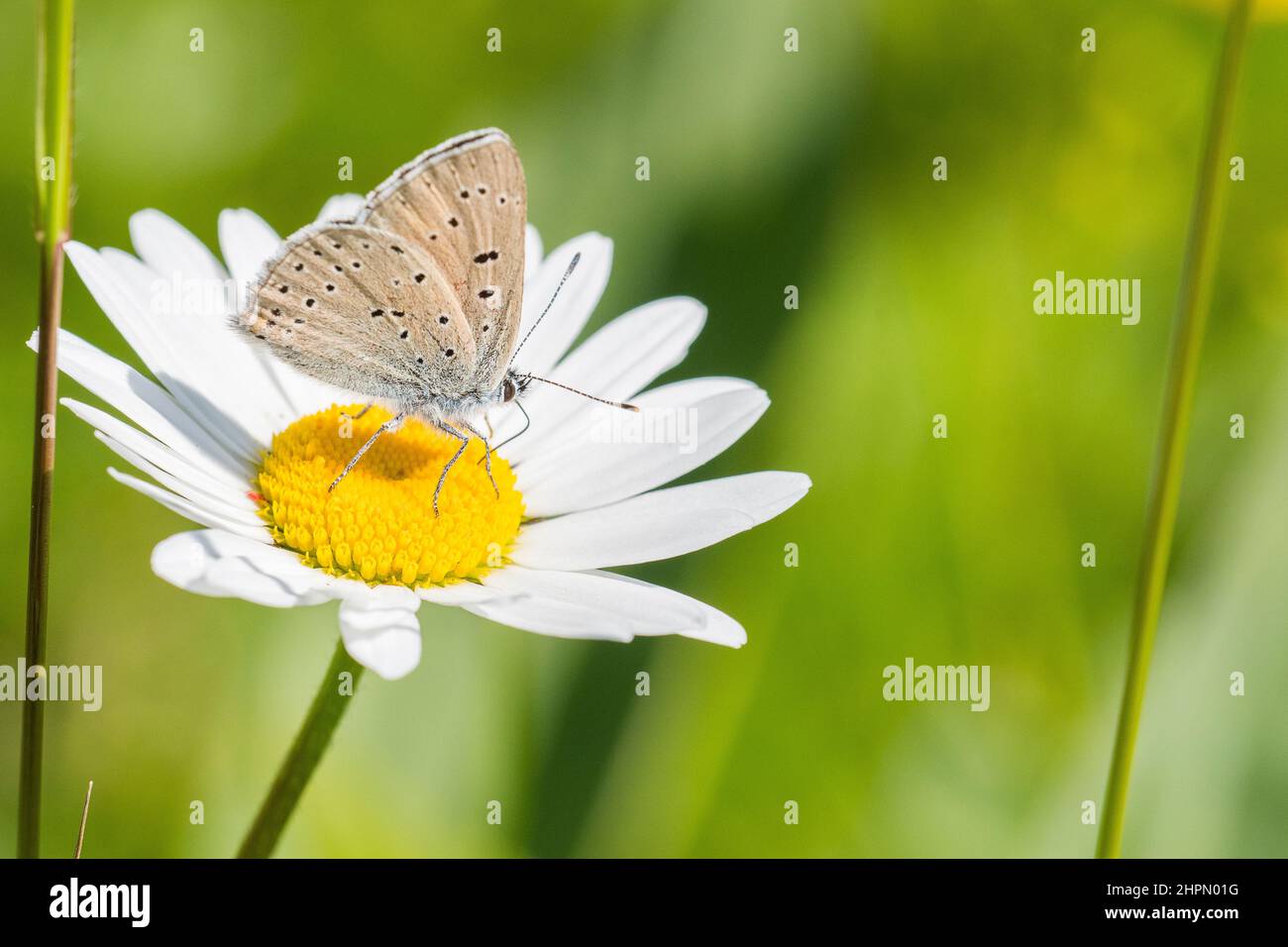 The purple-edged copper (Lycaena hippothoe) is a butterfly of the family Lycaenidae, male. Stock Photo