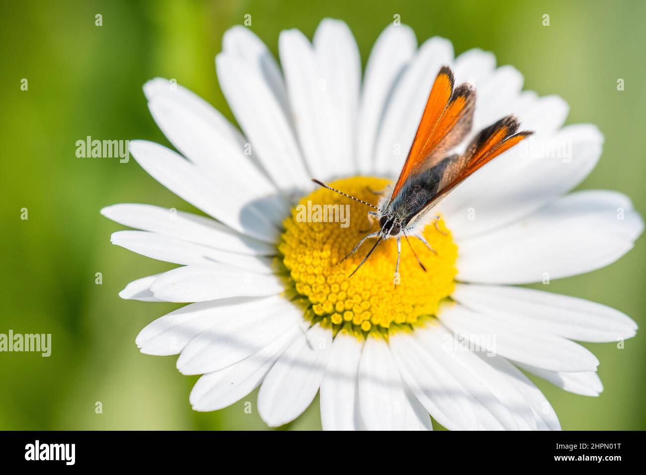 The purple-edged copper (Lycaena hippothoe) is a butterfly of the family Lycaenidae, male. Stock Photo