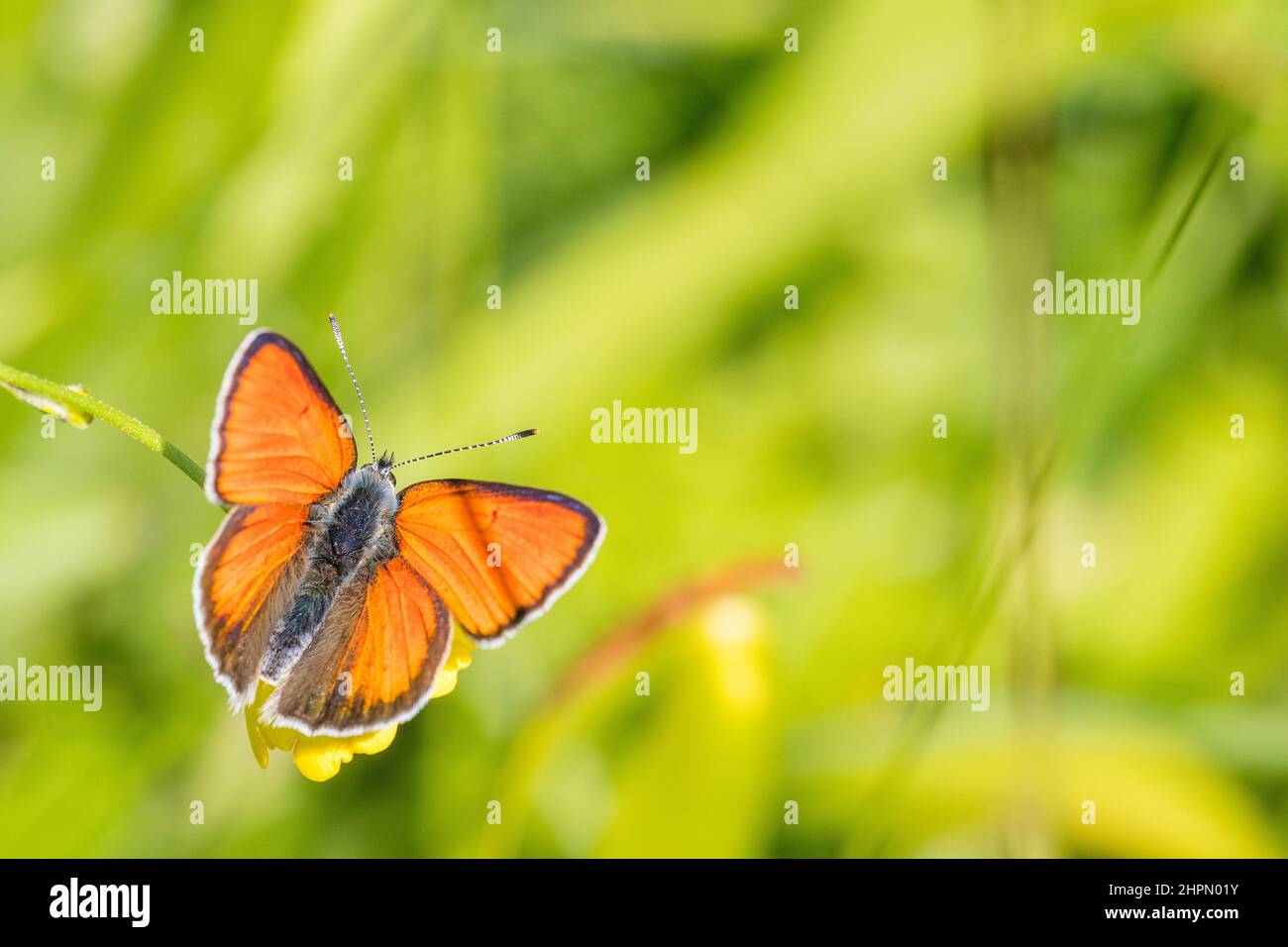 The purple-edged copper (Lycaena hippothoe) is a butterfly of the family Lycaenidae, male. Stock Photo