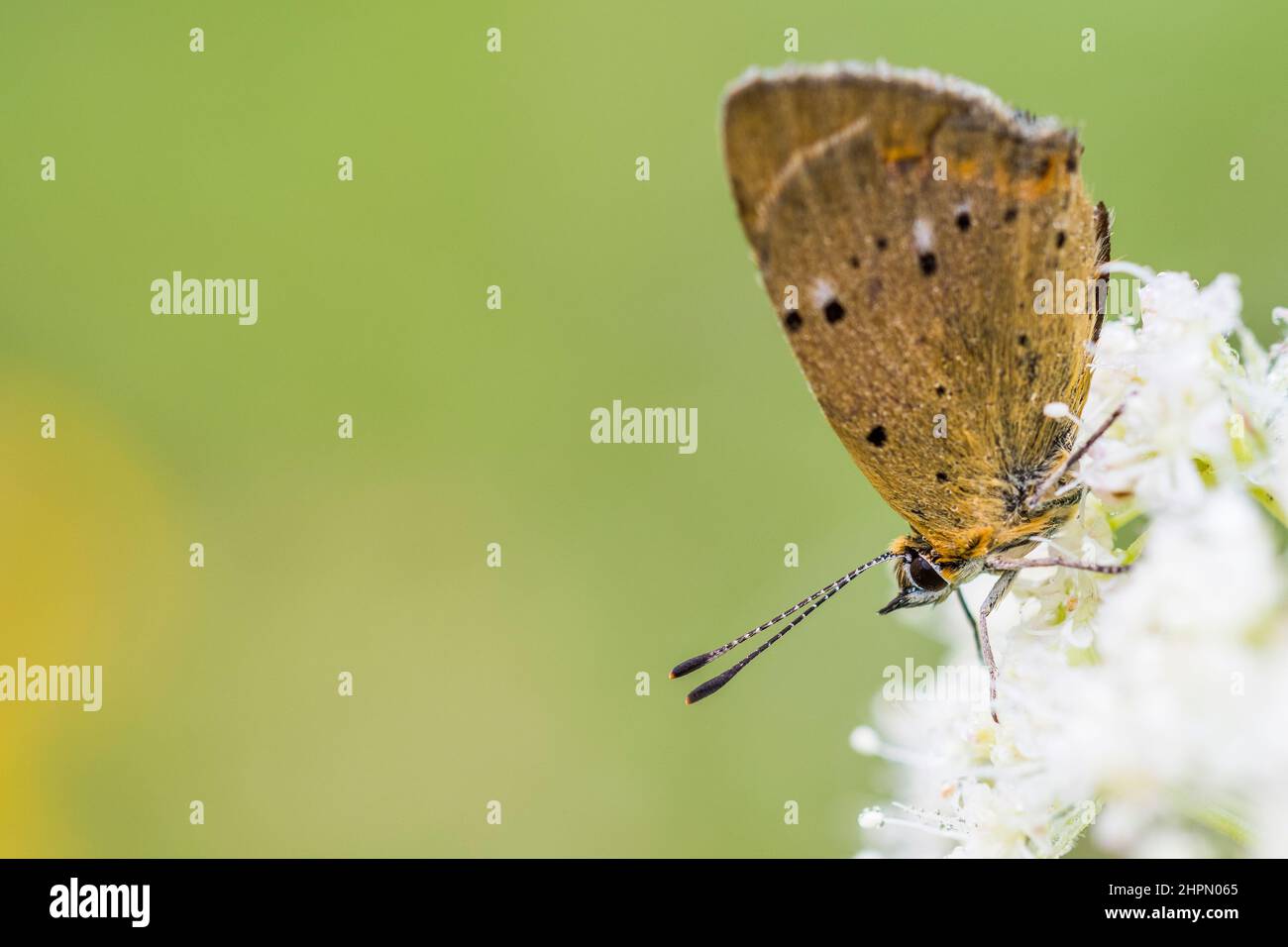 The scarce copper (Lycaena virgaureae) is a butterfly of the family Lycaenidae (copper or gossamer-winged butterflies). Stock Photo