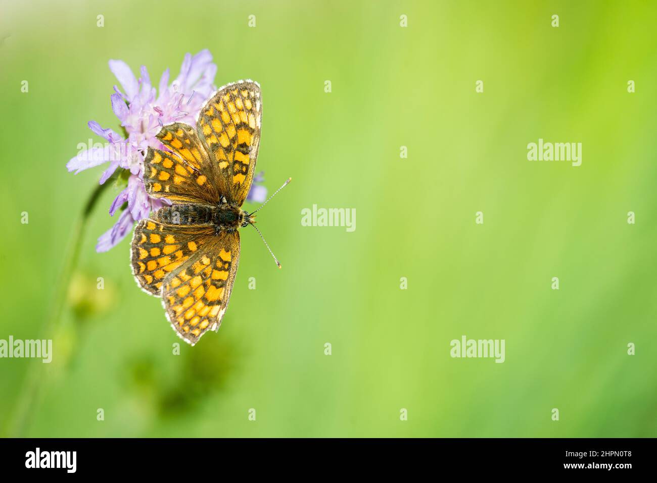 The heath fritillary (Melitaea athalia) is a butterfly of the family Nymphalidae. Stock Photo