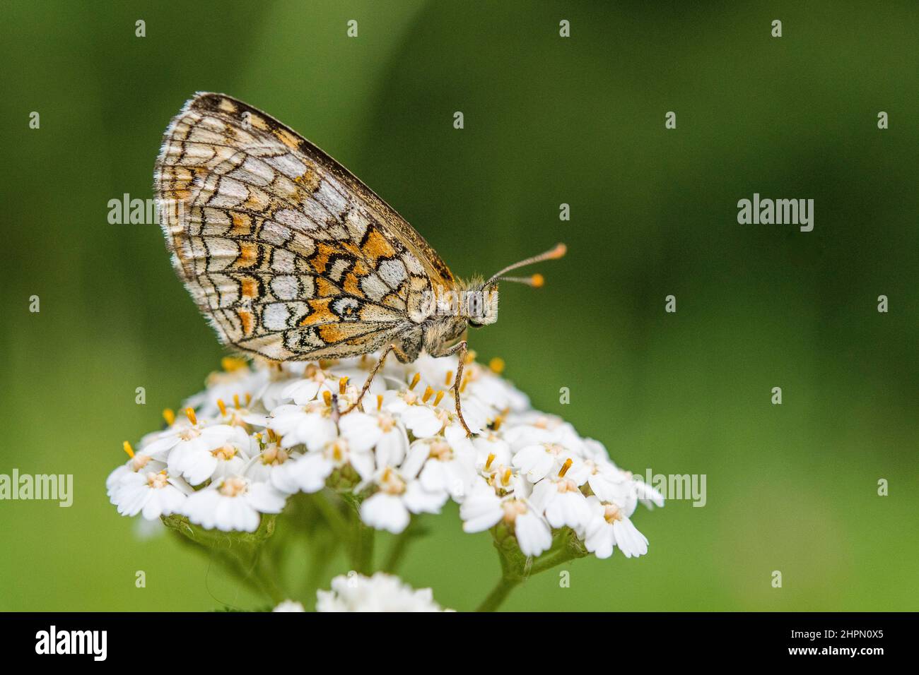 The heath fritillary (Melitaea athalia) is a butterfly of the family Nymphalidae. Stock Photo