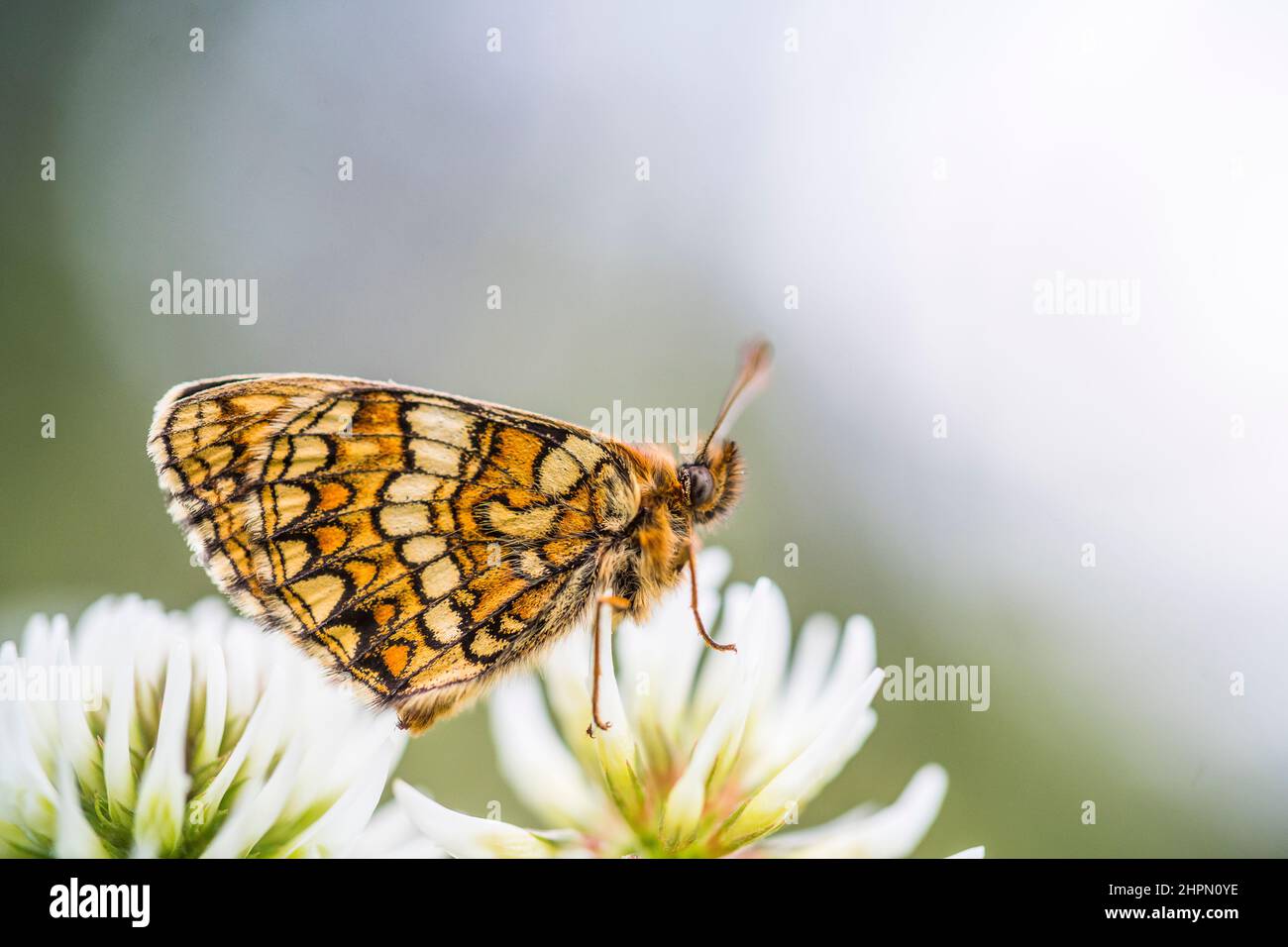 Melitaea aurelia, Nickerl's fritillary, is a butterfly of the family Nymphalidae, male. Stock Photo