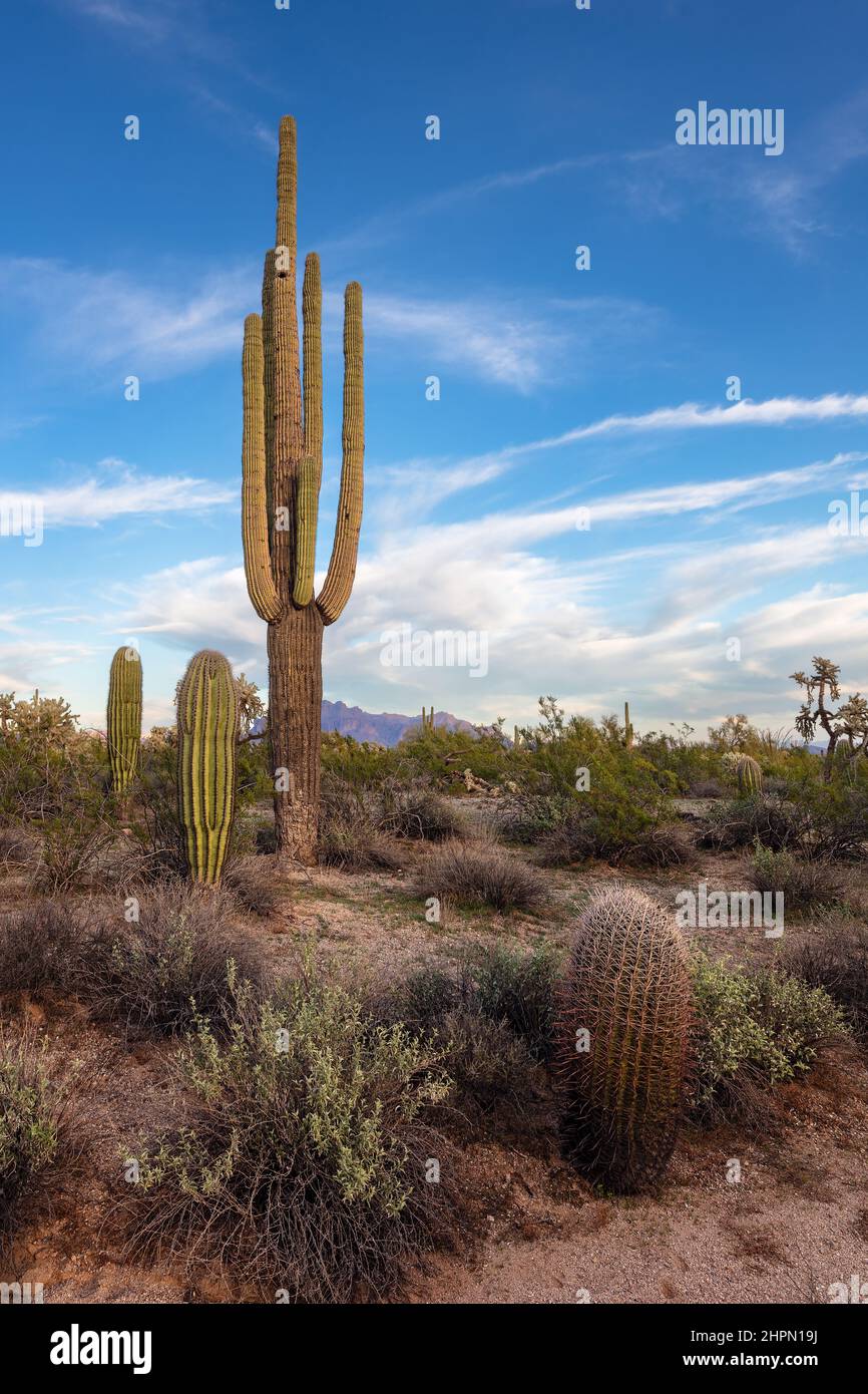 Arizona landscape with Saguaro Cactus in the Sonoran Desert near Mesa Stock Photo
